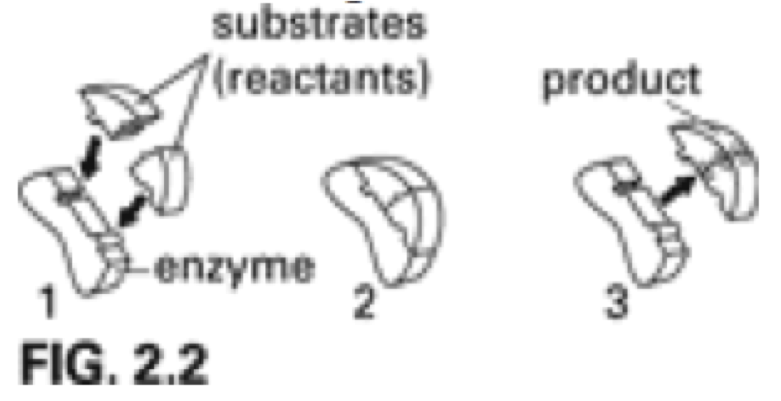 Bio 1 Warm-up Quiz #9 - Quiz